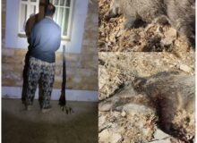 دستگیری شبانه شکارچی متخلف در منطقه‌ حفاظت شده سفیدکوه خرم آباد