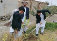 تولید ۷۰ هزار اصله درخت در شهرستان سیب و سوران